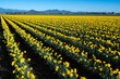 © Valerii - A stunning view of endless yellow daffodils spread across a field under the clear blue sky, showcasing the beauty of nature and the essence of spring in full bloom.
