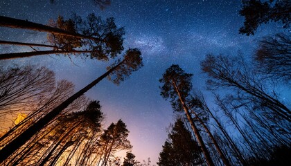 Wall Mural - starry sky through trees