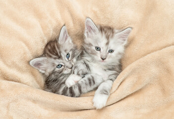 Aufkleber - Two cozy Maine coon kitten lying together under warm blanket on a bed at home. Top down view