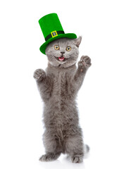 Poster - St. Patricks Day. Funny cat wearing green hat standing on hind legs and looking at camera. Isolated on white background