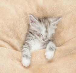 Fototapete - Cozy Maine coon kitten sleeps under warm blanket on a bed at home. Top down view