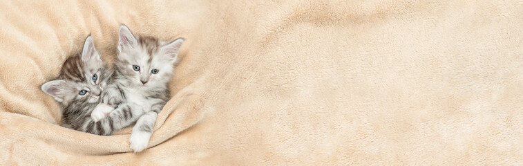 Fototapete - Two playful Maine coon kitten lying under warm blanket on a bed at home. Top down view. Empty space for text