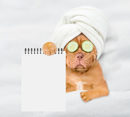 Fototapete - Funny Mastiff puppy with towel on it head and with a piece of cucumber on it eyes relaxing on the bed at home and showing empty list. Top down view. Empty space for text
