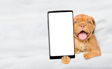Fototapete - Happy Mastiff puppy lying with favorite toy beat on a bed at home and showing big smartphone with white blank screen in it paw. Top down view. Empty space for text