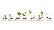 © kai - A digital illustration depicting a series of stylized ants carrying various stages of plant growth, from small sprouts to full flowers. The ants are cartoonish in style, with exaggerated features.