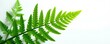 © Chanchai - Ferns unfolding from a central stem on white background, greenery, botanical