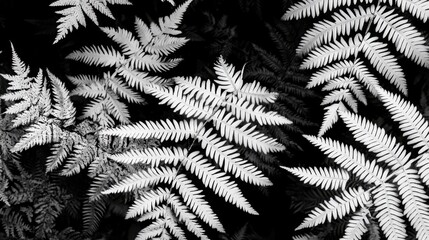Poster - Black and White Fern Leaves with Intricate Patterns and Textures