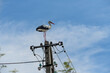 © Paweł Kacperek - Bocian biały, dorosły osobnik stojący na słupie energetycznym