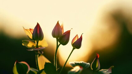 Poster - A beautiful bouquet of flowers with a bright sun shining in the background. The sun is positioned in the center of the flowers, creating a warm and inviting atmosphere