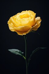 Poster - A solitary yellow rose on a stem against a dark background, perfect for use in designs and compositions where a pop of brightness is needed