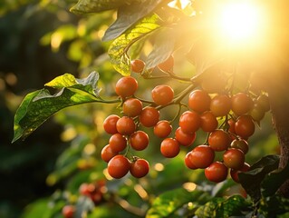 Poster - Fresh red tomatoes suspended from a tree branch