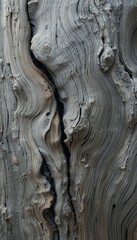 Poster - Detailed Close-Up of Textured Natural Wood Grain Surface
