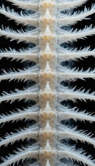 Poster - Intricate Patterns of Fish Bones in Detailed Close-Up Photography