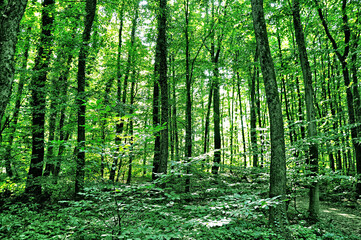 Naklejka na meble Beautiful green forest view in Akyazı, Sakarya
