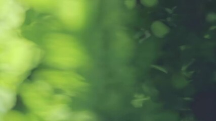 Poster - Abstract green nature blur background, soothing environmental backdrop