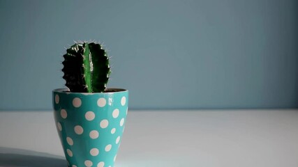 Poster - Cactus in a blue polka dot pot on a minimalist background. Indoor plant decor idea
