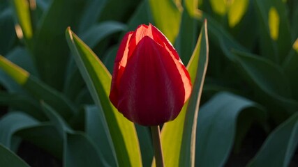 Poster - Red tulip with green leaves in sunlight, close-up shot. Nature and bloom concept