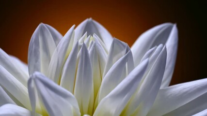 Poster - Close-up of white dahlia petals against dark orange background, floral beauty concept