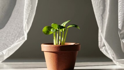 Poster - Small green plant in clay pot on windowsill with curtains, natural light. Home decor and growth concept