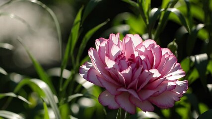 Poster - Pink carnation blooming among lush green leaves, close-up. Nature beauty concept