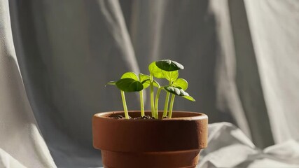 Aufkleber - Young green plants in a terracotta pot with sunlight and shadows. Growth concept