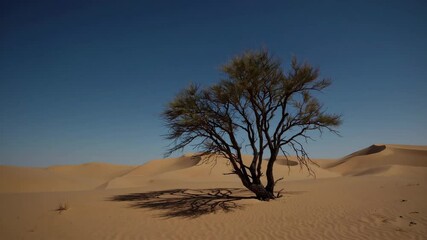 Aufkleber - Lone tree in vast desert under blue sky, sand dunes. Solitude and nature concept
