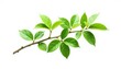 © Chanchai - Single isolated branch with foliage against white, isolation, branch, greenery