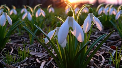 Poster - Snowdrops blooming at sunrise in a forest, sign of spring. Nature awakening concept