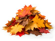 © Luka - heap of dry colorful maple leaves in autumn colors, isolated on white background