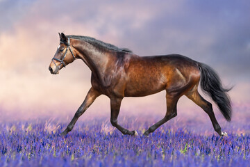 Wall Mural - horse in salvia meadow