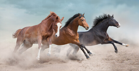 Wall Mural - horse herd run in dust
