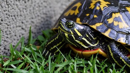 Poster - Colorful turtle resting on green grass near concrete wall in sunlight. Nature concept