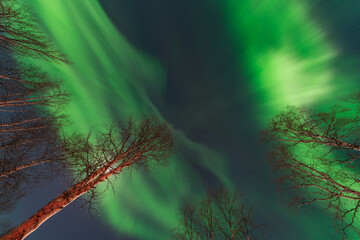 Wall Mural - Vibrant green aurora borealis painting the night sky over a snowy forest in Lappland, Sweden, creating a magical and breathtaking winter wonderland