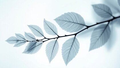 Aufkleber - X-ray photo of leaves on white branch. Scientific, medical theme. Delicate veins detail, transparent texture. Abstract leaf art for design, biology, botany projects. Monochrome elegance. Foliage,
