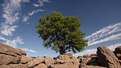 Wall Mural - Lush green tree on rocky landscape under blue sky with white clouds. Nature concept