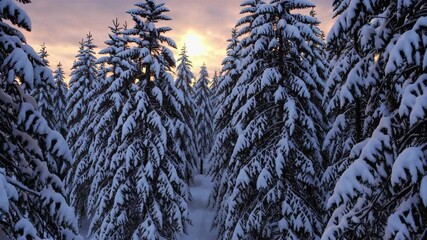 Poster - Snow-covered evergreen forest at sunrise with soft golden light. Winter wonderland scene