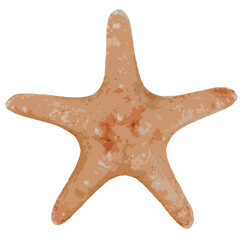 starfish illustration