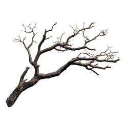 the image showcases a close-up of a single, isolated tree branch against a neutral backdrop.