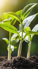 Poster - Fresh green plant covered in water droplets glimmering in the soft light of a morning sun