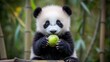 © AmStock - Adorable Baby Panda Holding Green Fruit in Natural Habitat