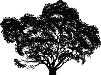 Wall Mural - single black high oak silhouette isolated on white