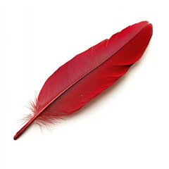 Poster - Vibrant red cardinal feather showcasing intricate detail and striking color in natural light against a simple background