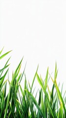 Poster - Thick row of deep emerald green grass creating a vibrant foreground against a bright background