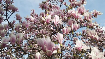 Wall Mural - eiffel tower with pink and white magnolia spring flowers, paris, france