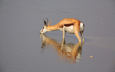 Wall Mural - springbok (antidorcas marsupialis) pregnant female standing in a waterhole to drink