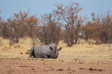 Wall Mural - Black rhinoceros (Diceros bicornis) lying on the ground to rest in the bush in the blue hour just after sunset, Etosha National Park Namibia
