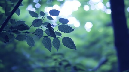 Poster - close up photograph of delicate green leaves in a forest