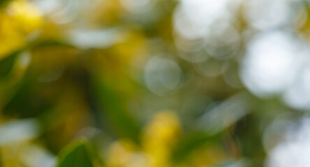 Wall Mural - Greenery background, abstract green defocused nature