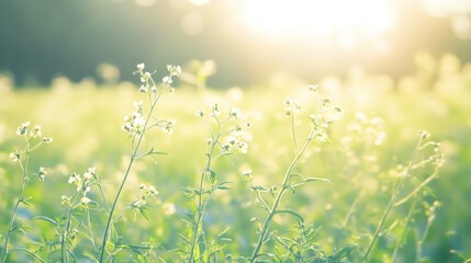 Poster - Delicate wildflowers illuminated by the sun in a tranquil meadow setting