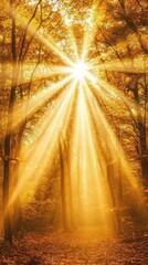 Poster - Sunbeams shining through the forest trees creating golden light